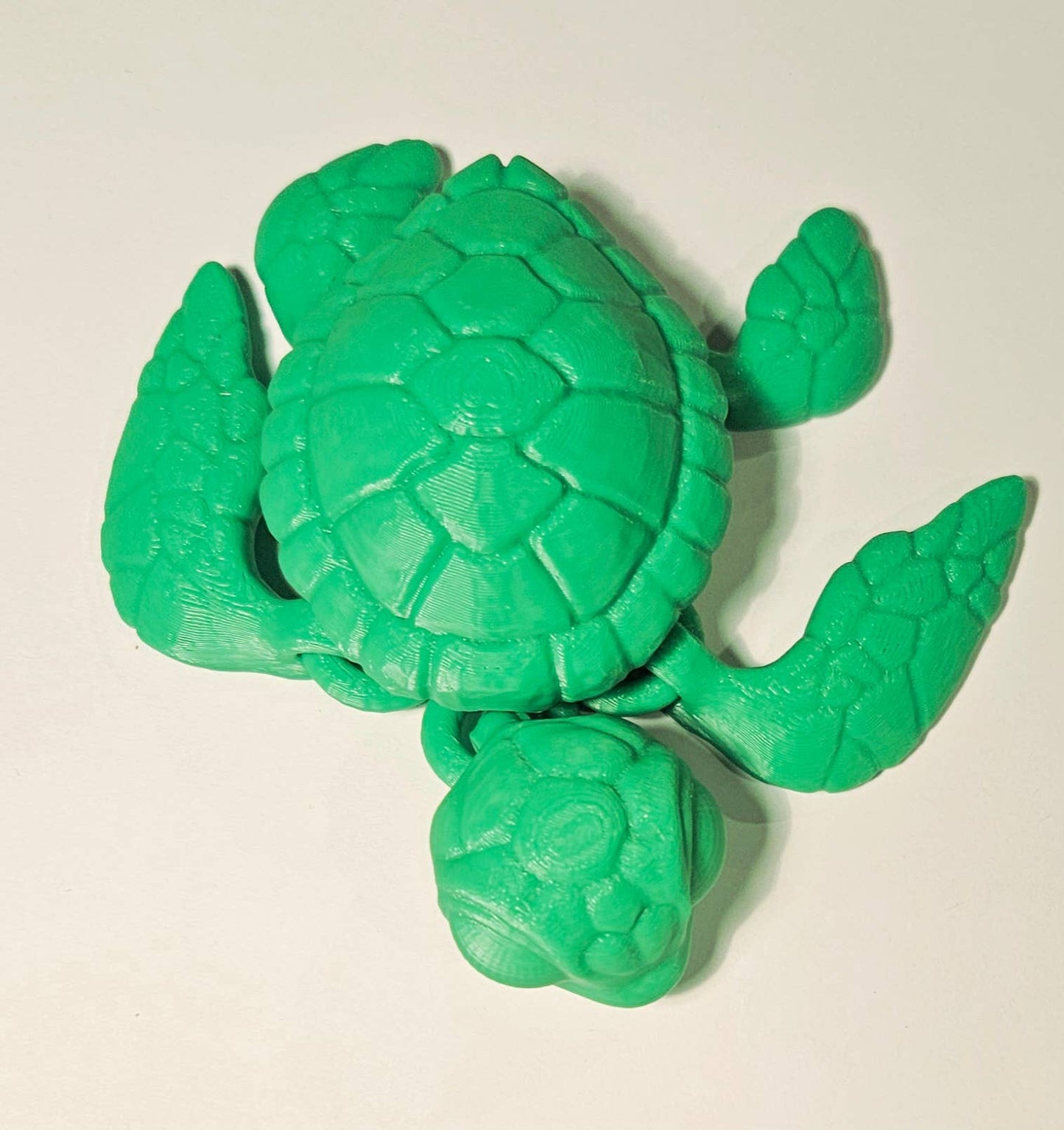 Green Sea Turtle