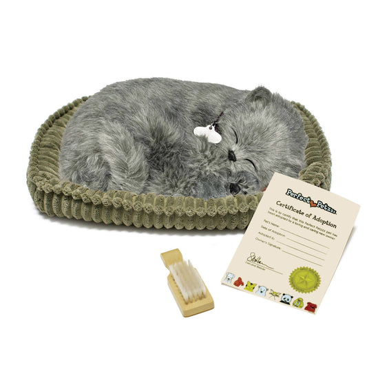 Gray Shorthair Kitten Lg