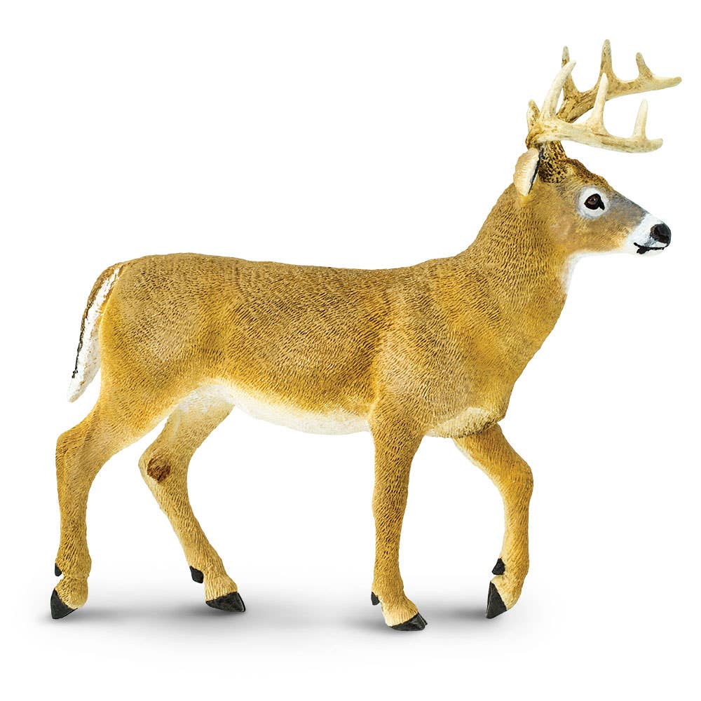 Whitetail Buck - 113589