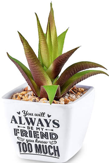 You Will Always Be My Friend You Know Too Much...Sentiment Succulent