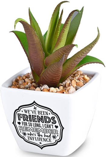 We've Been Friends For So Long...Sentiment Succulent