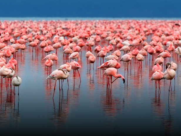 Flamingos
