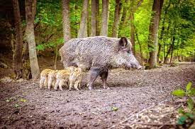 Boars