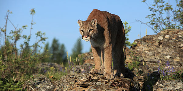 Mountain Lions