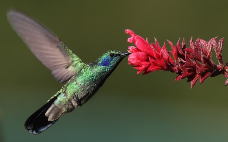 Hummingbirds