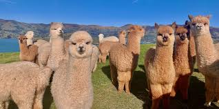 Alpacas