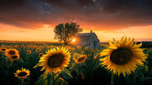 Sunflowers