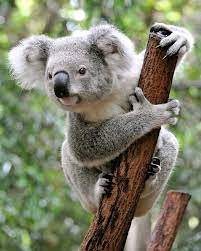 Koalas
