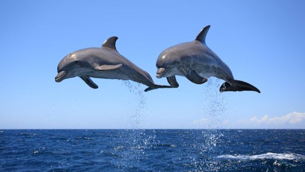 Dolphins