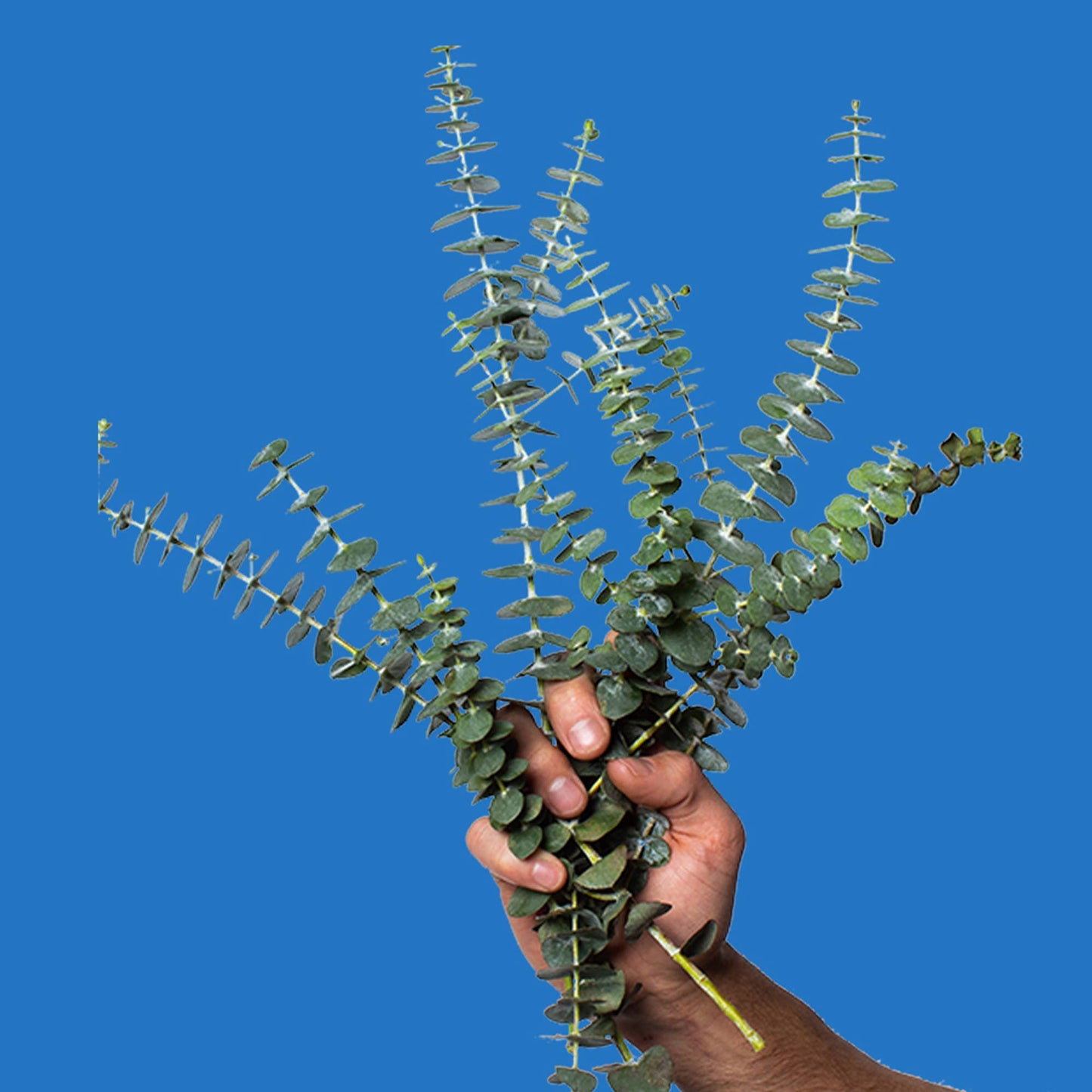 Royal Flush Toilet Spray 2oz: Eucalyptus + Spearmint