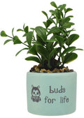 Buds For Life Precious Moments Articial Succulent