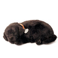 Black Lab Large