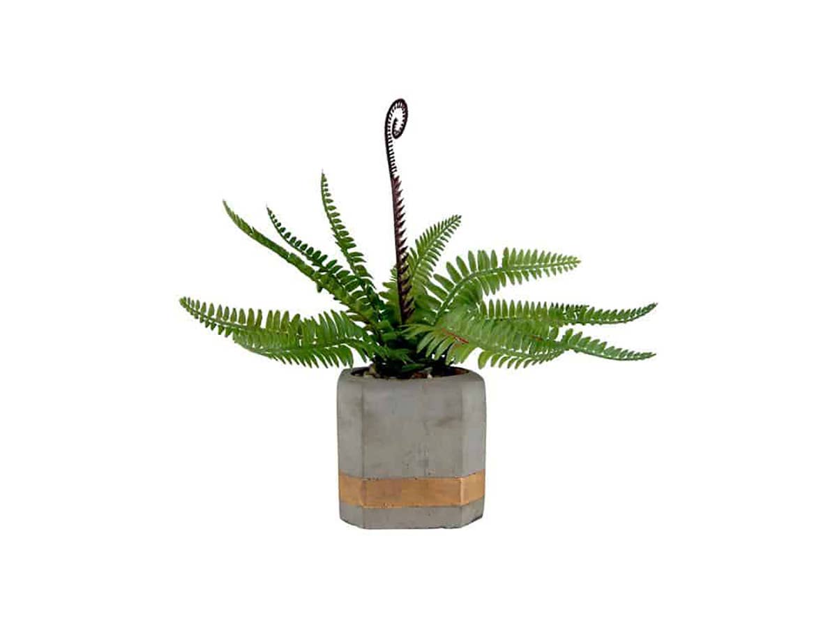 Fern in 4" Cement Pot