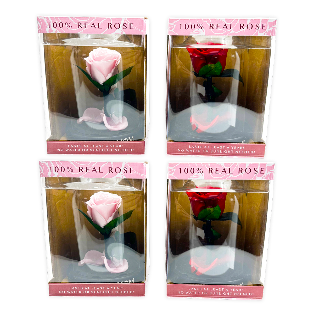 Real JUMBO Preserved Rose Keepsake Glass Gift