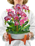 Orchid Oasis FreshCut Paper - Pop Up Houseplant