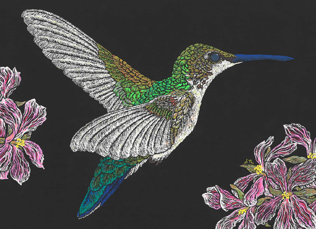 Hummingbird Notecards