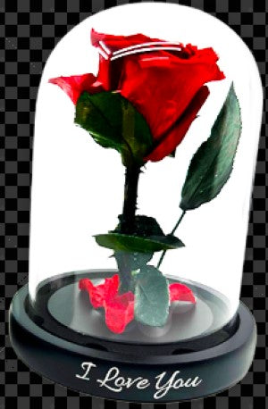Real JUMBO Preserved Rose Keepsake Glass Gift