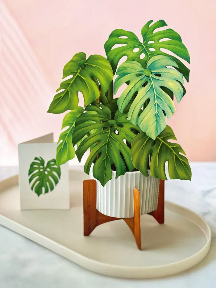 Monstera FreshCut Paper - Pop Up Bouquet