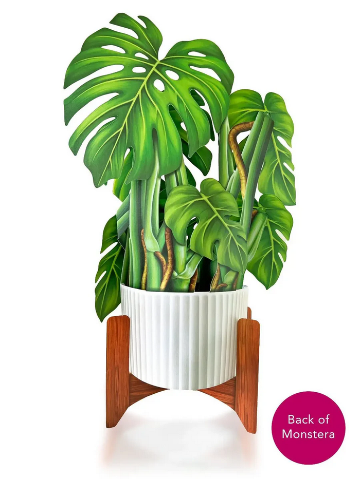 Monstera FreshCut Paper - Pop Up Bouquet