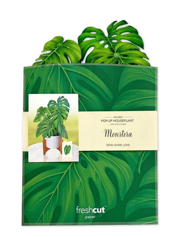 Monstera FreshCut Paper - Pop Up Bouquet
