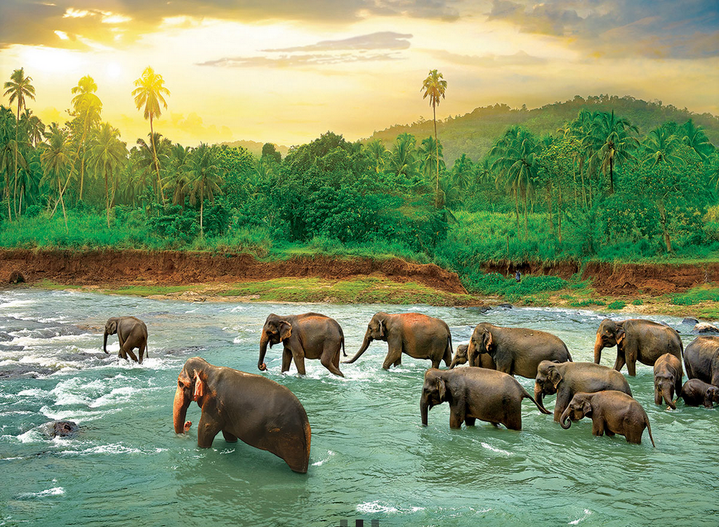 Rainforest Jigsaw Puzzle