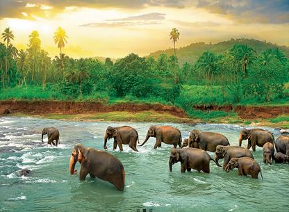 Rainforest Jigsaw Puzzle