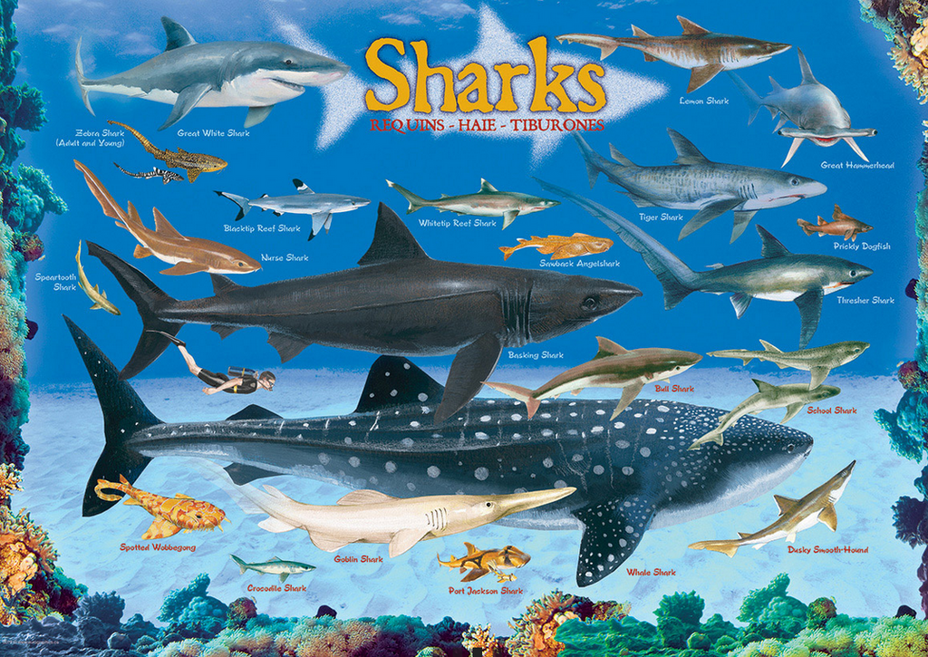 Sharks Jigsaw Puzzle