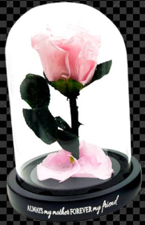 Real JUMBO Preserved Rose Keepsake Glass Gift