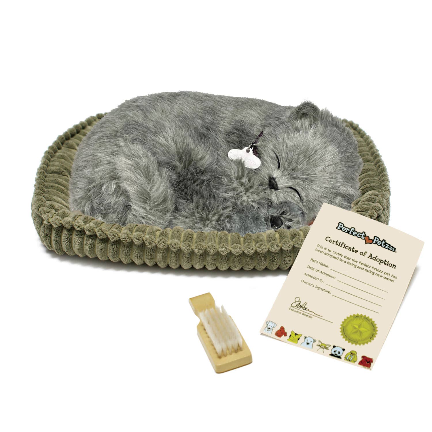 Gray Shorthair Kitten Lg
