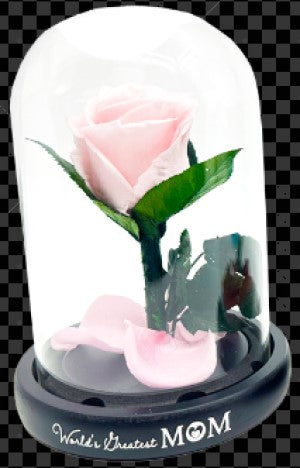 Real JUMBO Preserved Rose Keepsake Glass Gift