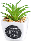 Love you To The Moon & Back - Sentiment Succulents