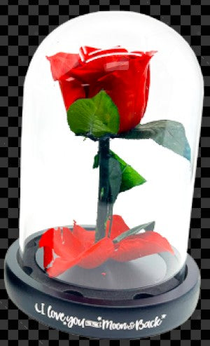 Real JUMBO Preserved Rose Keepsake Glass Gift