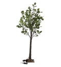 Fall Eucalyptus Tree