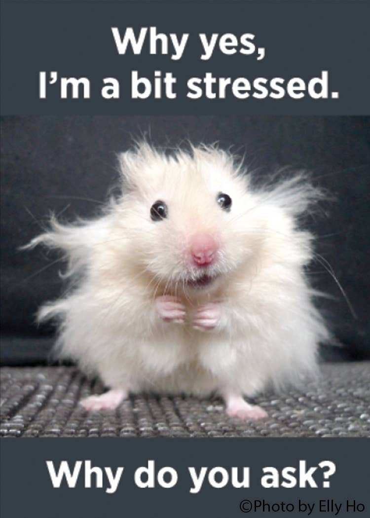 Why Yes, I'm a Bit Stressed..Magnet