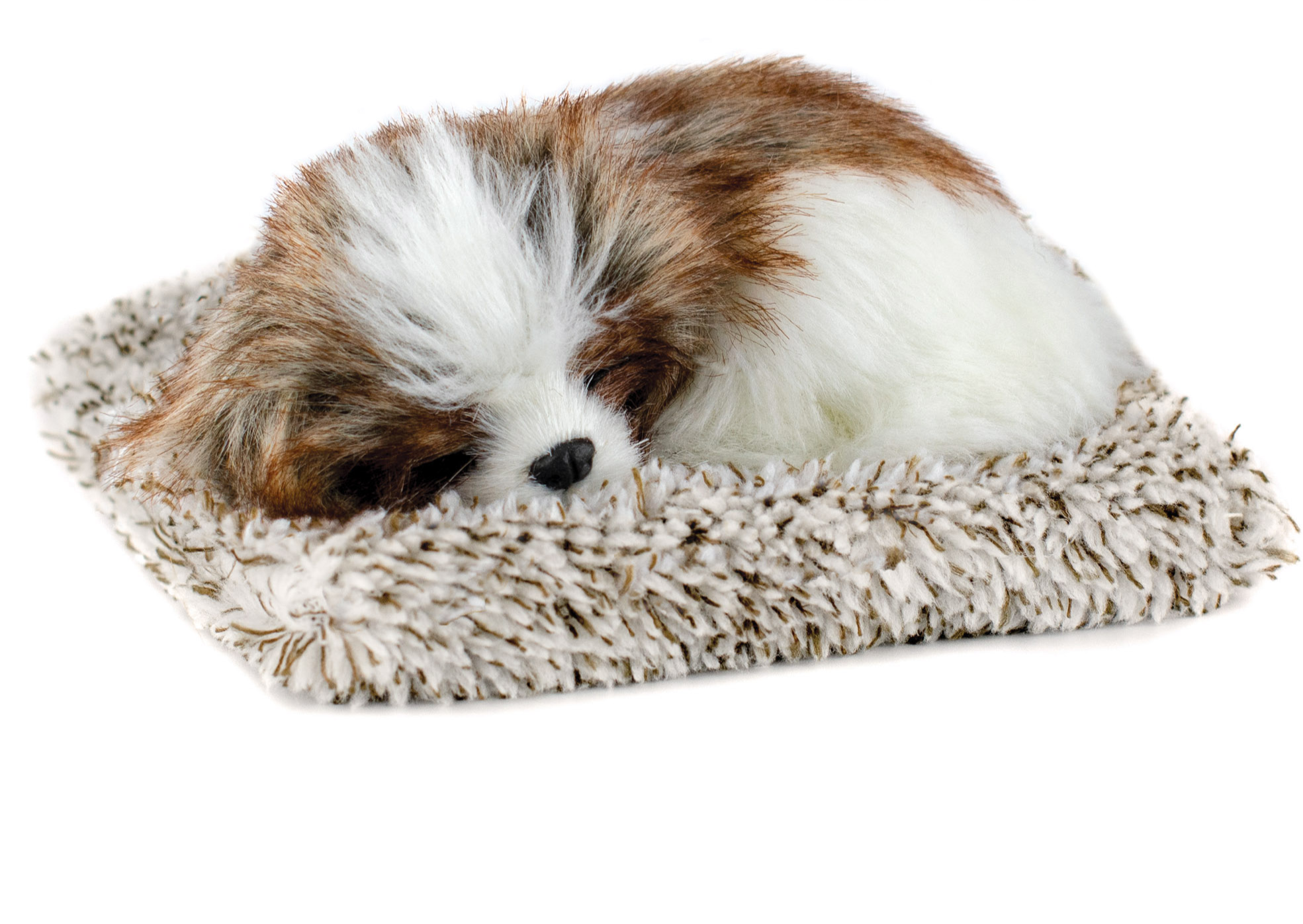 Shih Tzu Mini