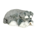 Schnauzer Lg