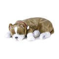 Pit Bull Lg