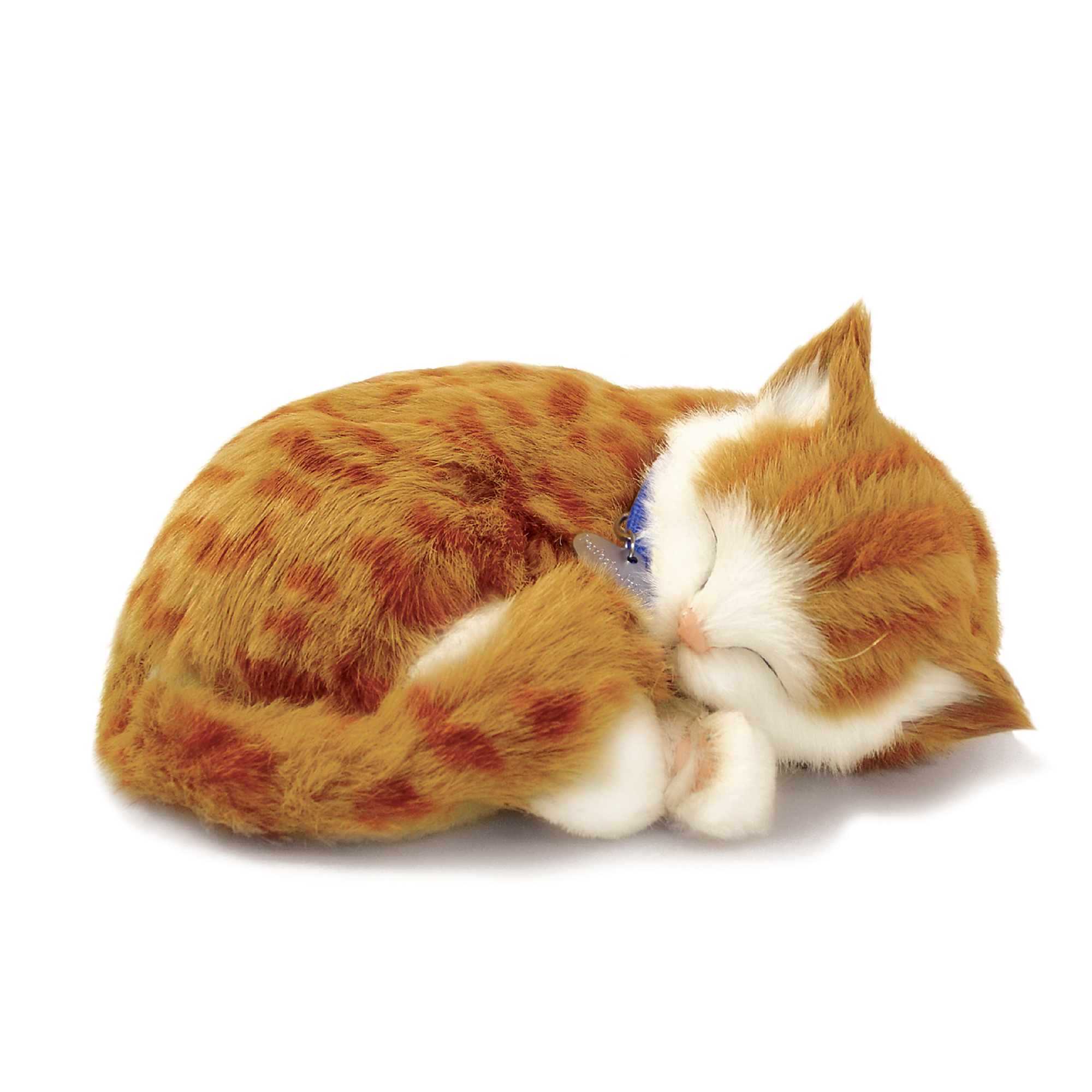 Orange Tabby Kitten Lg