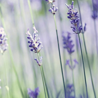 Lavender Vanilla Wax Melts