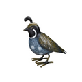 Baby Quail