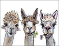 Alpaca Trio Tin Sign