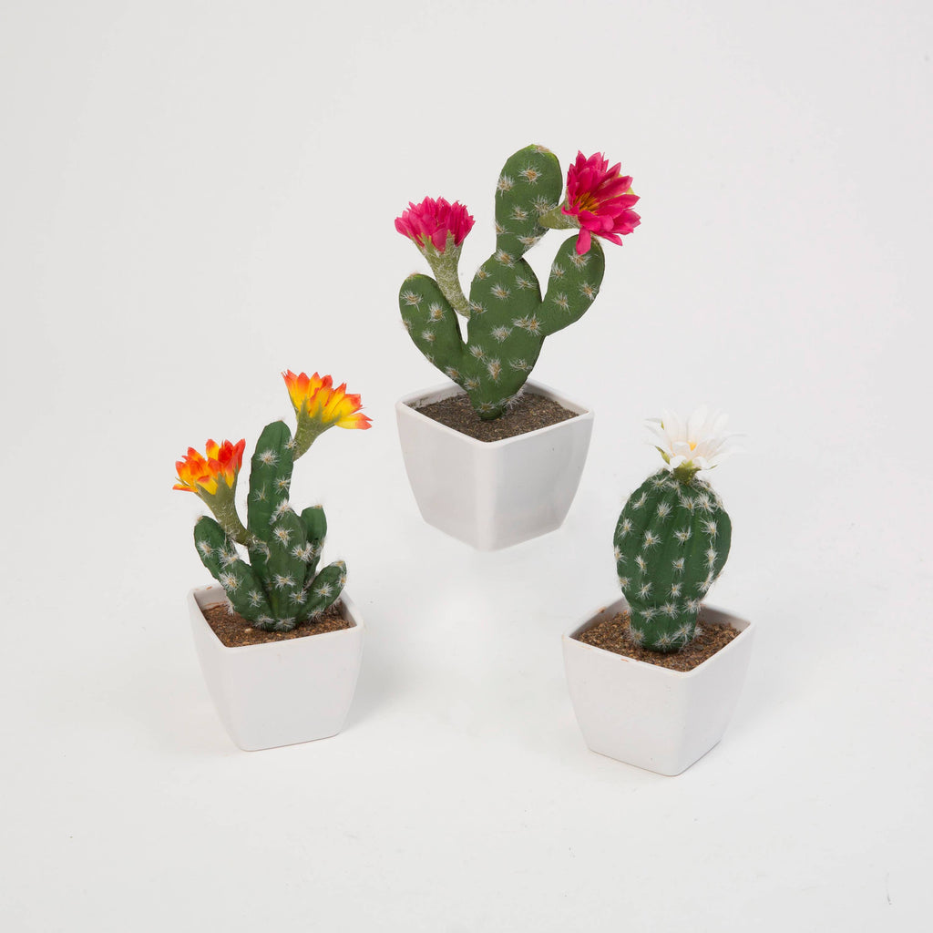 Cactus Flowers