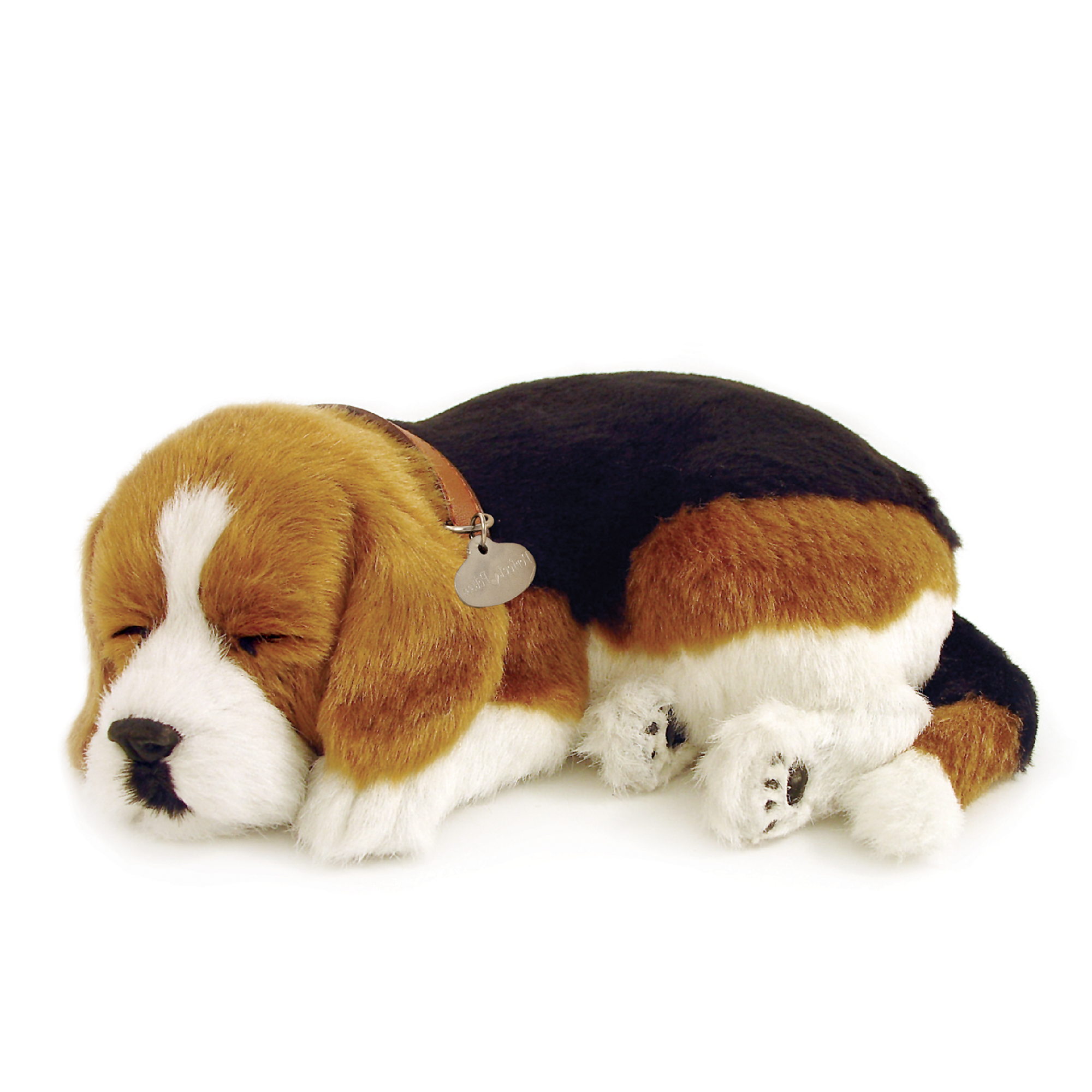 Beagle Lg
