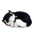Shorthair Black and White Kitten Lg