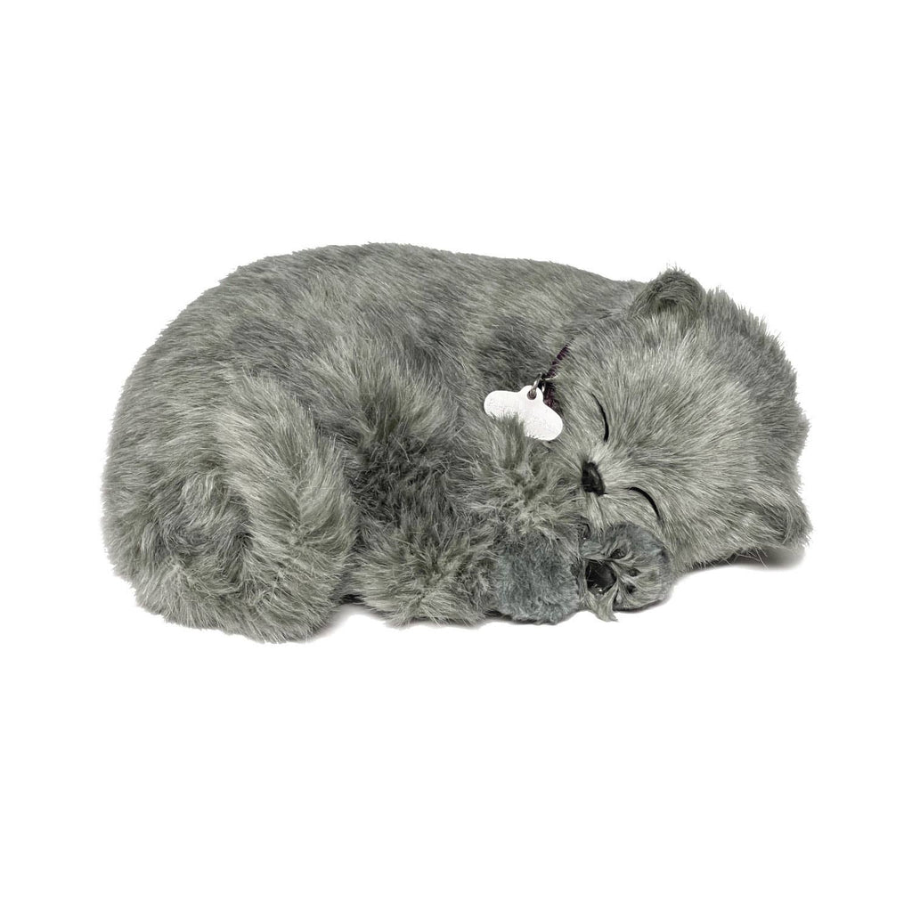 Gray Shorthair Kitten Lg