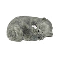 Gray Shorthair Kitten Lg