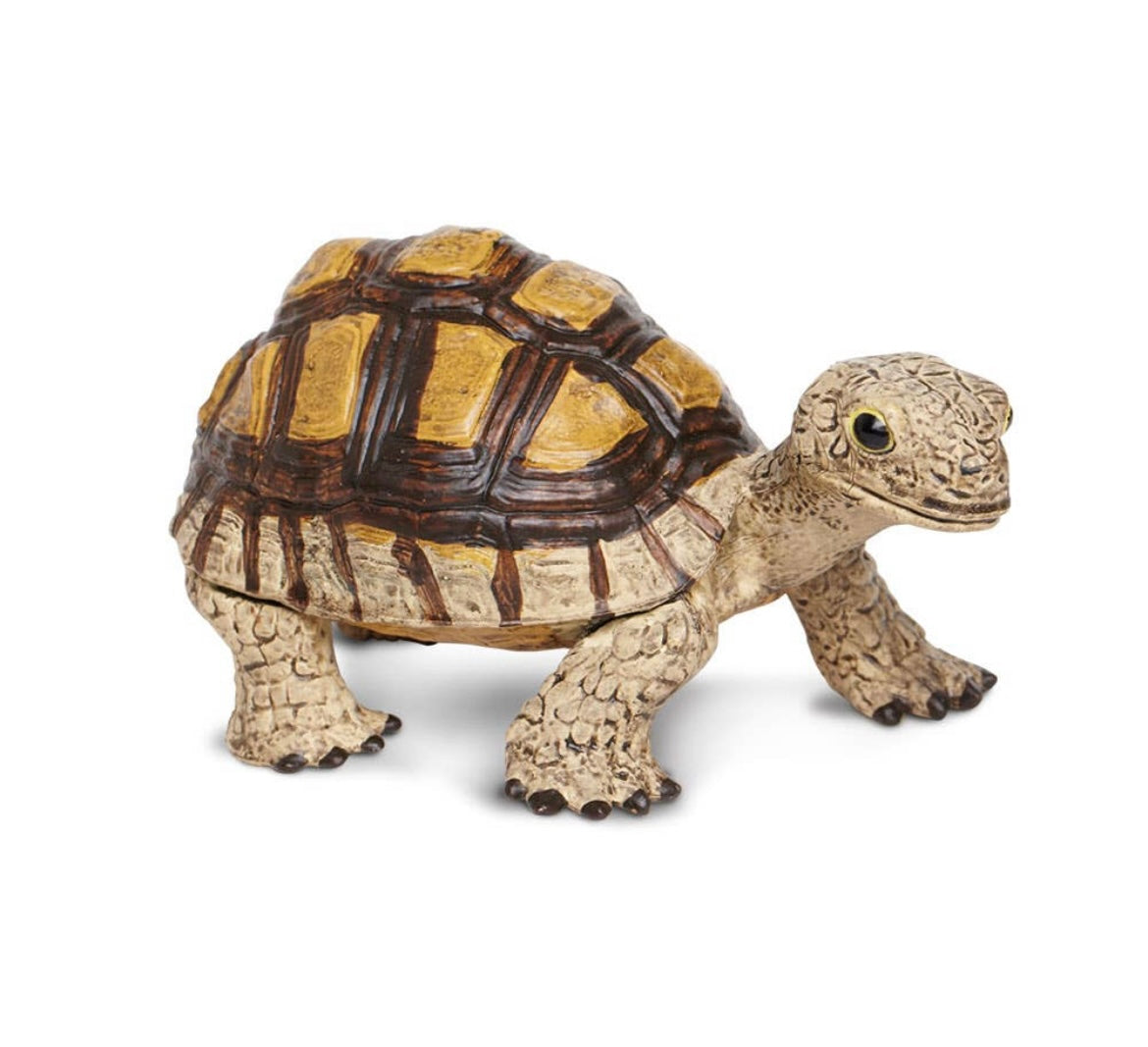 Tortoise