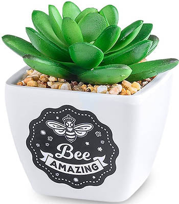 Bee Amazing...Sentiment Succulents