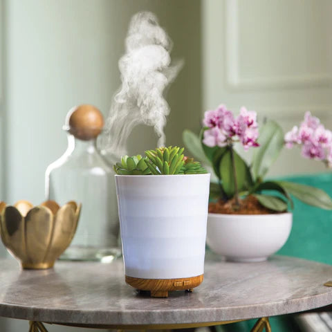 young living succulent diffuser Potted Succulent Medium Diffuser