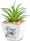 No Prob Llama...Sentiment Succulent